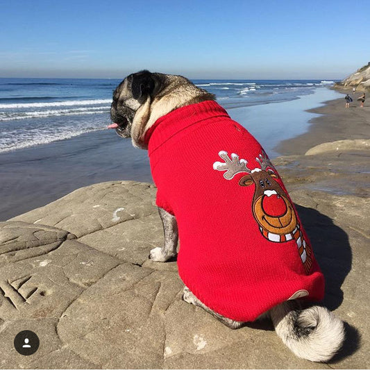 Brandy the dog in the Rudolph Christmas Jumper